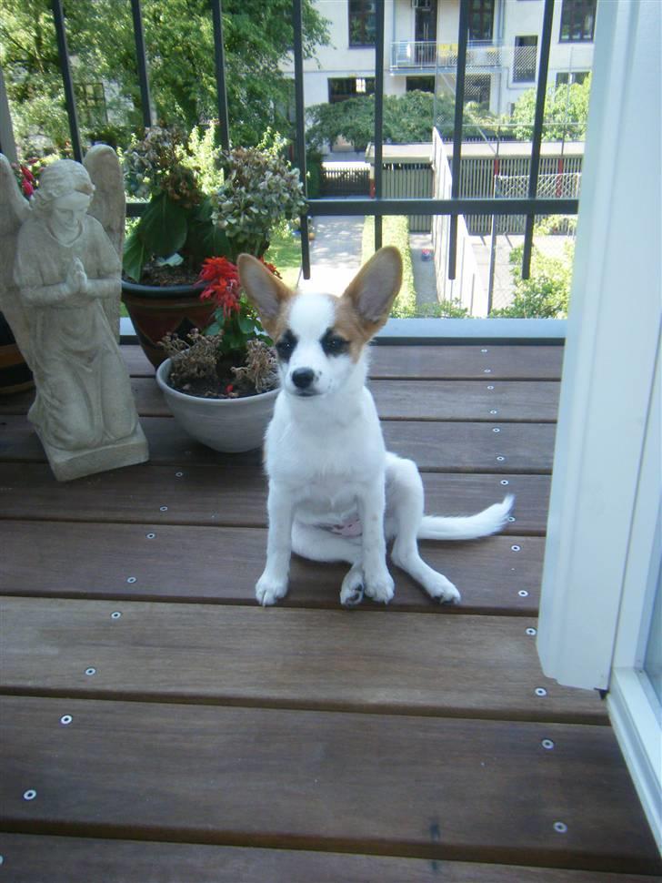 Blanding af racer Naima - Se hvor stor jeg er blevet! :D  billede 19