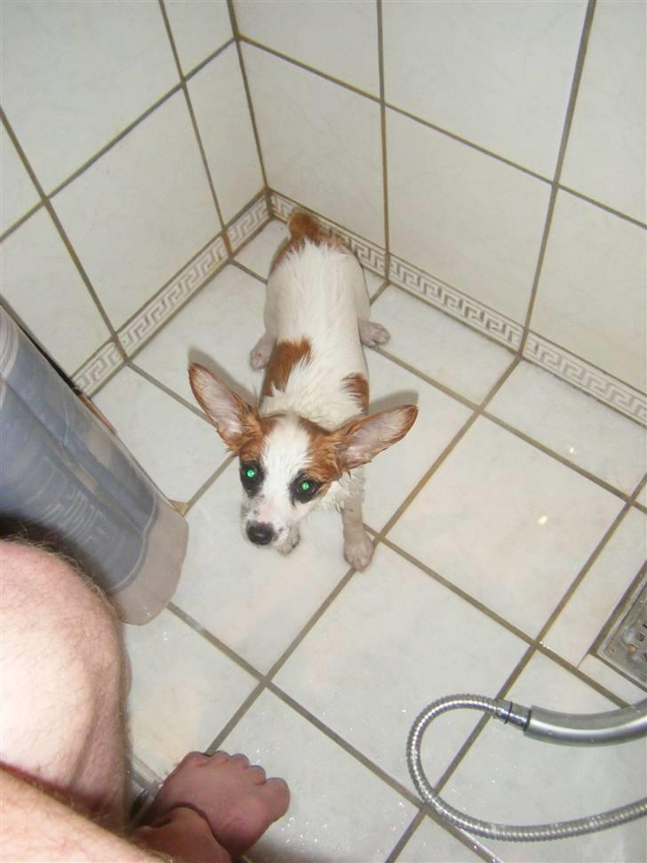 Blanding af racer Naima - Naima efter et bad. :p billede 20