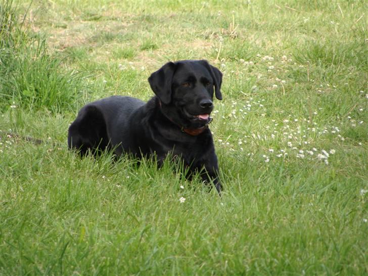 Labrador retriever Bella - Dæk øvelse til træning billede 8