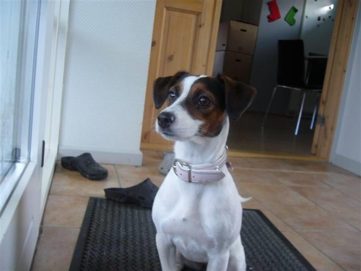 Jack russell terrier Chili billede 7