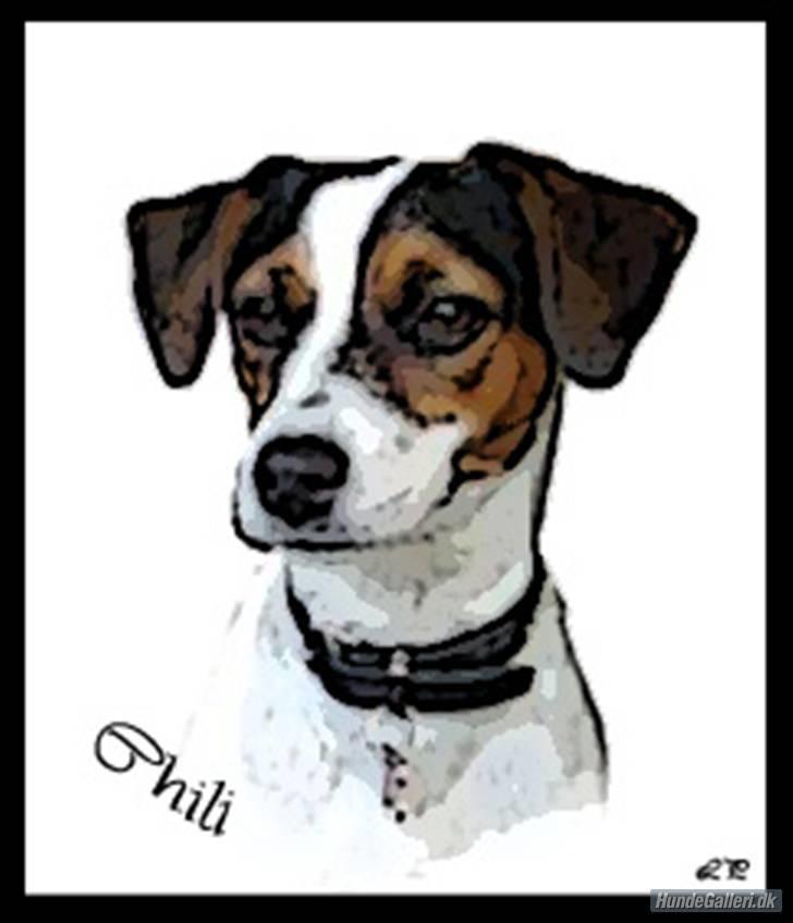 Jack russell terrier Chili billede 8