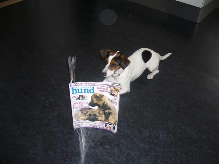 Jack russell terrier Chili billede 9