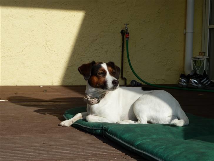 Jack russell terrier Chili - Chili der slikker sol :) billede 10