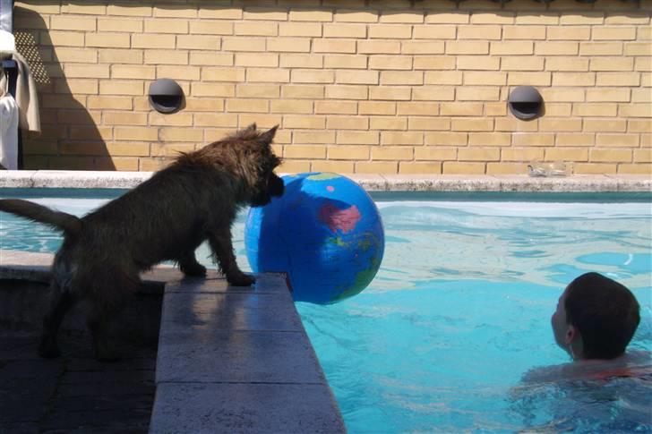 Cairn terrier Tyson - Den der øhhh bold den vil jeg faktisk meget gerne have........ billede 10