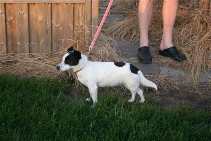 Jack russell terrier Babe billede 1