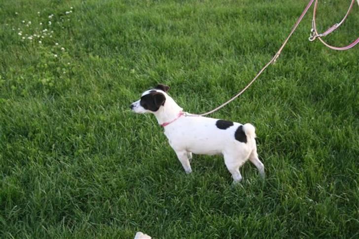 Jack russell terrier Babe billede 2
