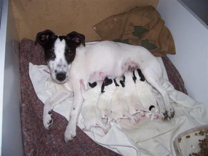 Jack russell terrier Babe billede 3