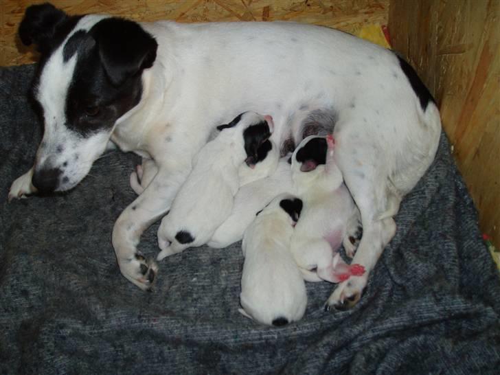 Jack russell terrier Babe billede 4