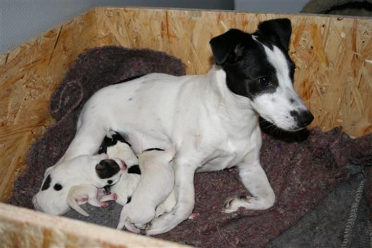 Jack russell terrier Babe billede 5