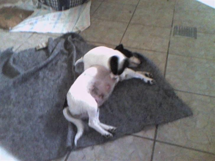 Jack russell terrier Babe billede 6