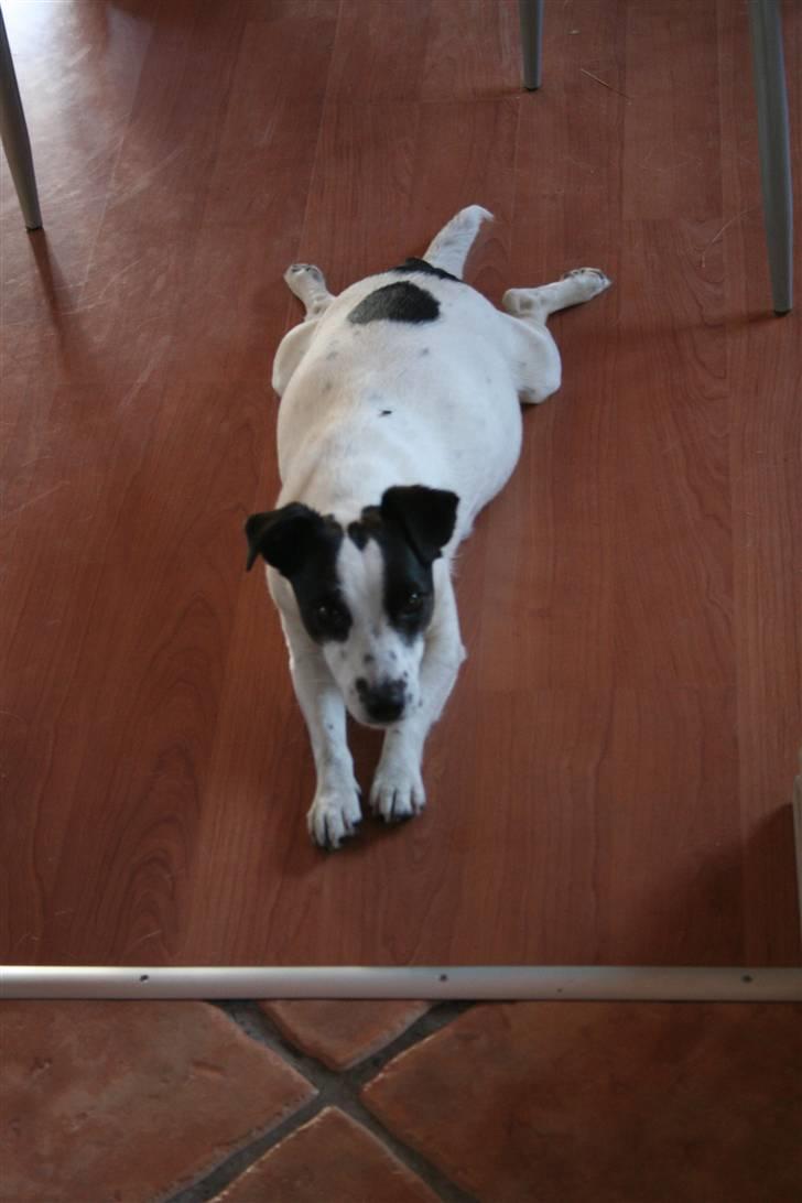 Jack russell terrier Babe - Højgravid billede 7