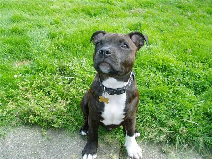 Staffordshire bull terrier Tovdals Rocky Balboa billede 9