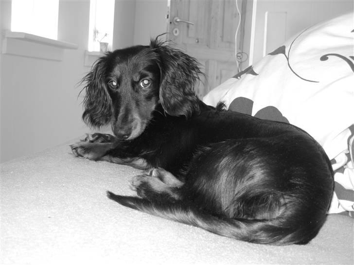 Dværggravhund Tulle billede 4