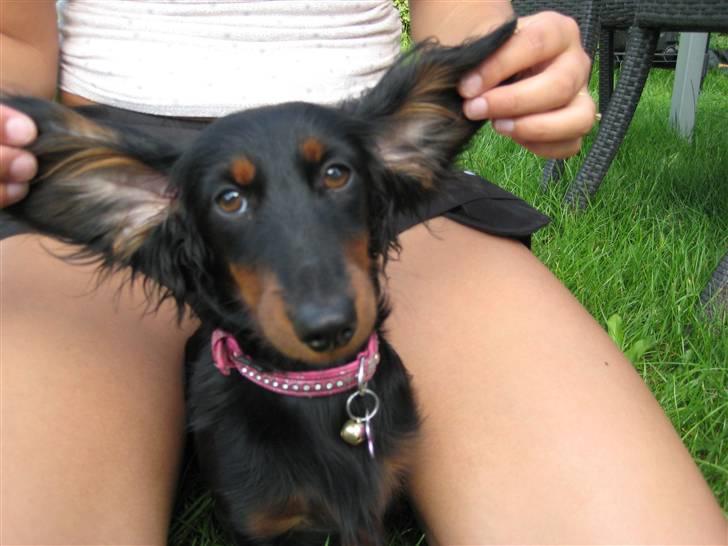 Dværggravhund Tulle billede 5