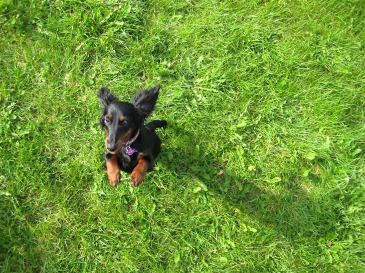 Dværggravhund Tulle billede 6