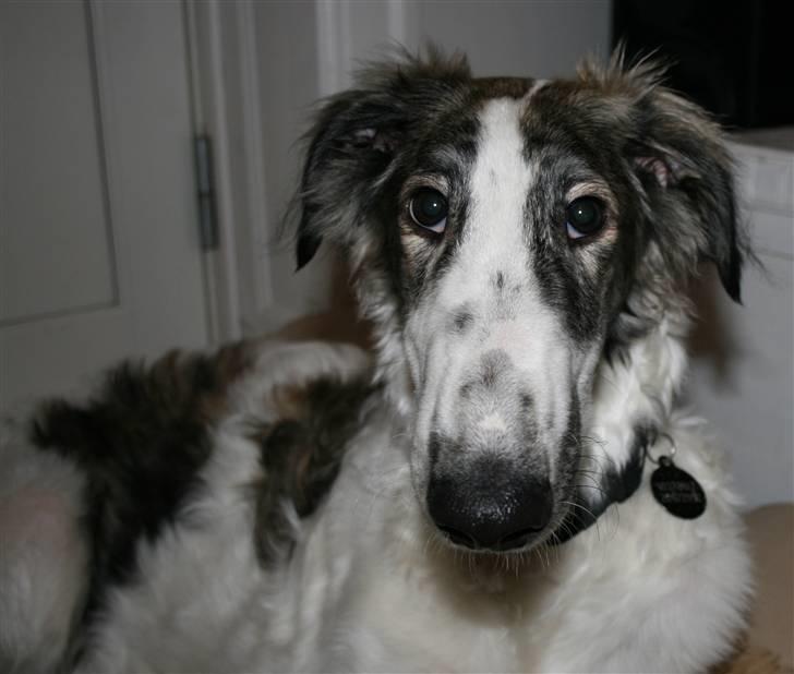 Borzoi Oluf (Olle) billede 7