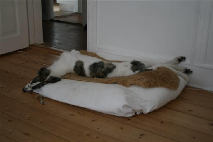 Borzoi Oluf (Olle) - Olle 4 måneder billede 9