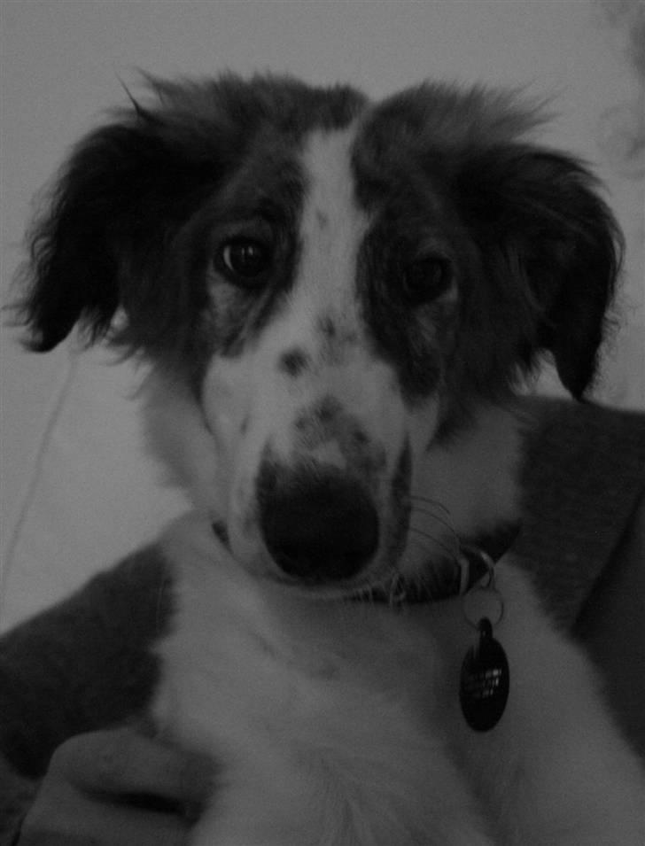 Borzoi Oluf (Olle) billede 10