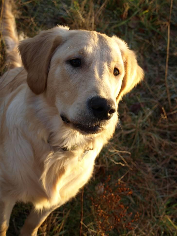 Golden retriever Lapija's Woddy d. 2 billede 18