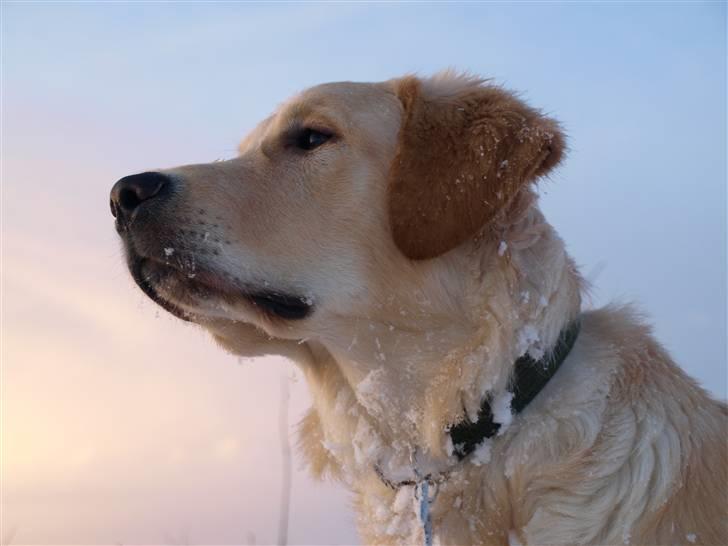 Golden retriever Lapija's Woddy d. 2 - lidt majæstetisk, kan man jo også se ud  billede 19