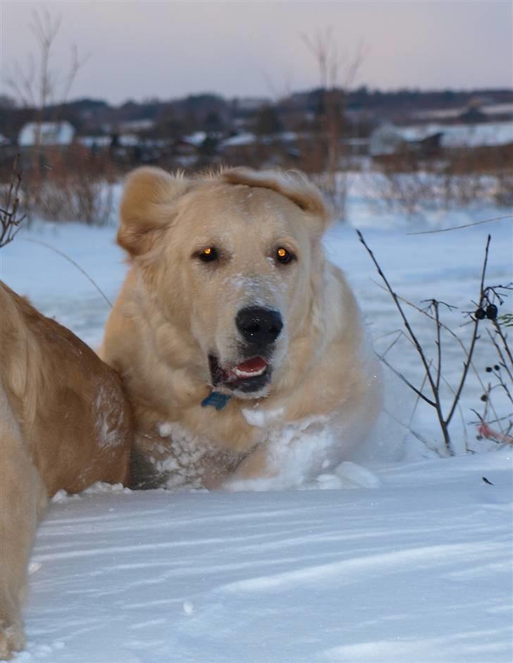 Golden retriever Lapija's Woddy d. 2 - uf! det er hårdt at følge med storesøster, når sneen er så dyb! billede 20