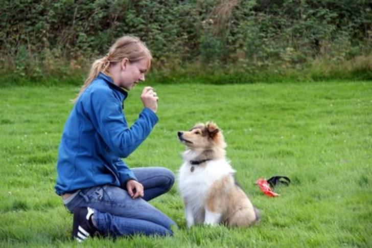 Collie langhåret Monty <3 - hvalpetræning billede 9