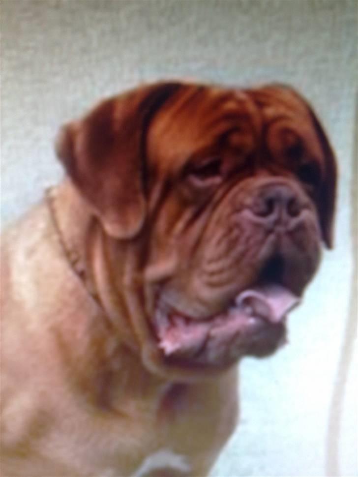 Dogue de bordeaux Arnold Grandis - Min smukke FAR billede 11