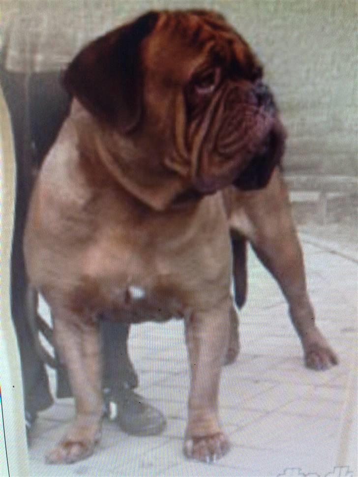 Dogue de bordeaux Arnold Grandis - Min Smukke MOR billede 12