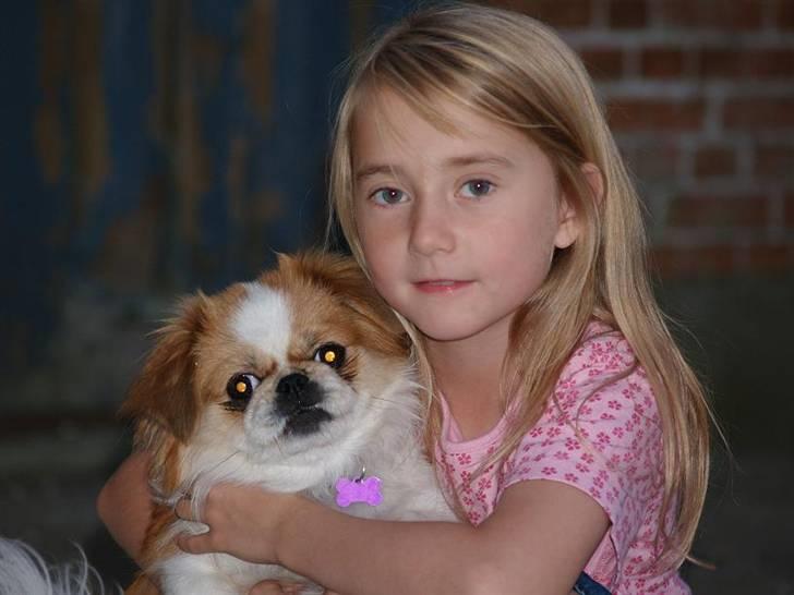 Pekingeser Monique billede 20