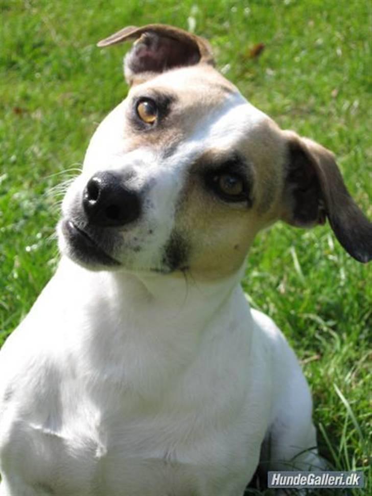 Jack russell terrier Balou billede 1