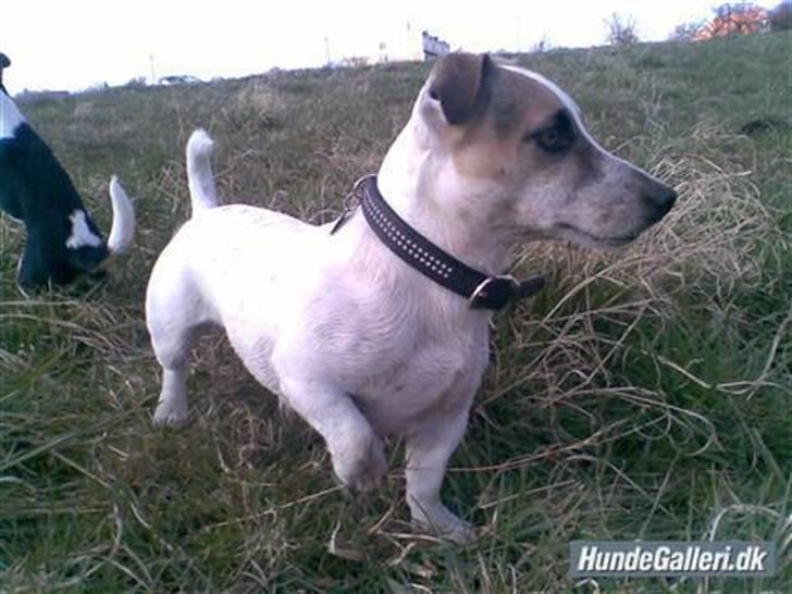 Jack russell terrier Balou billede 2