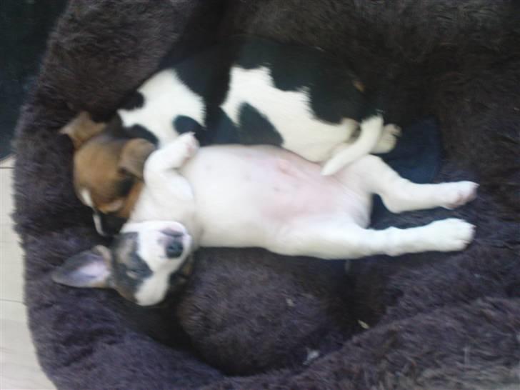 Jack russell terrier Balou - de 2 jrt hvalpe balou er far til sammen m vores jrt tæve emma billede 3