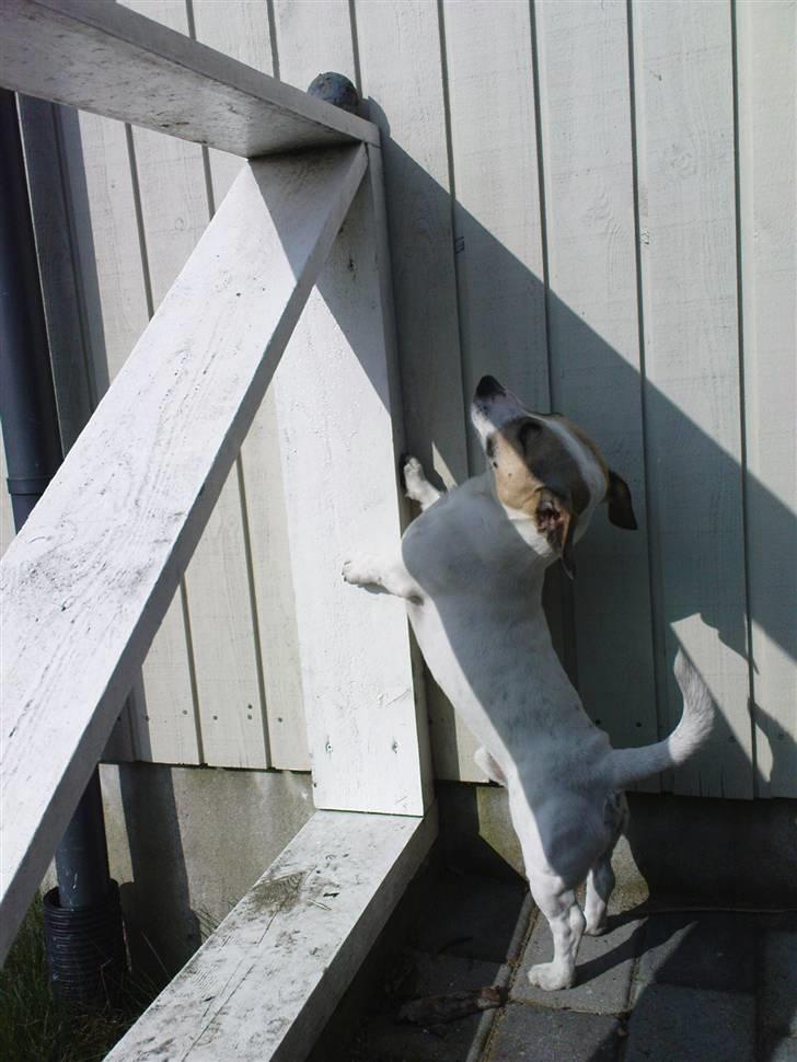 Jack russell terrier Balou billede 4