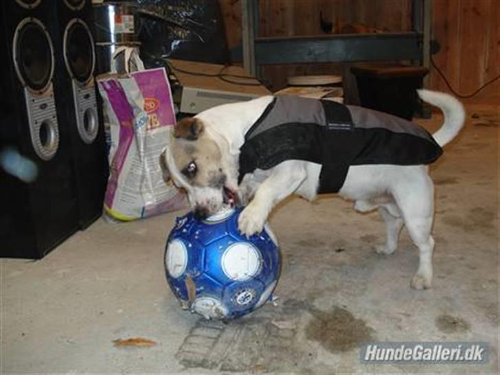 Jack russell terrier Balou billede 5