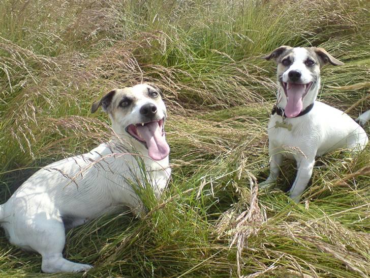 Jack russell terrier Balou - far (balou til venstre) og søn billede 6