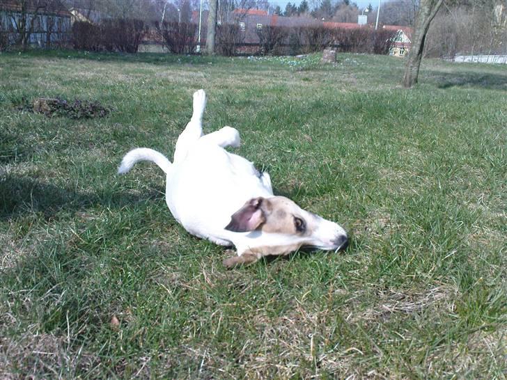 Jack russell terrier Balou billede 7