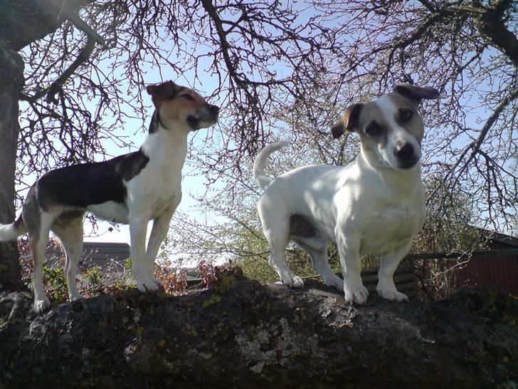 Jack russell terrier Balou - emma( vores jrt tæve) og balou billede 8