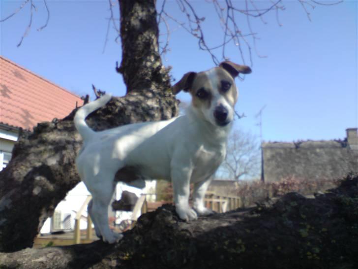 Jack russell terrier Balou billede 9