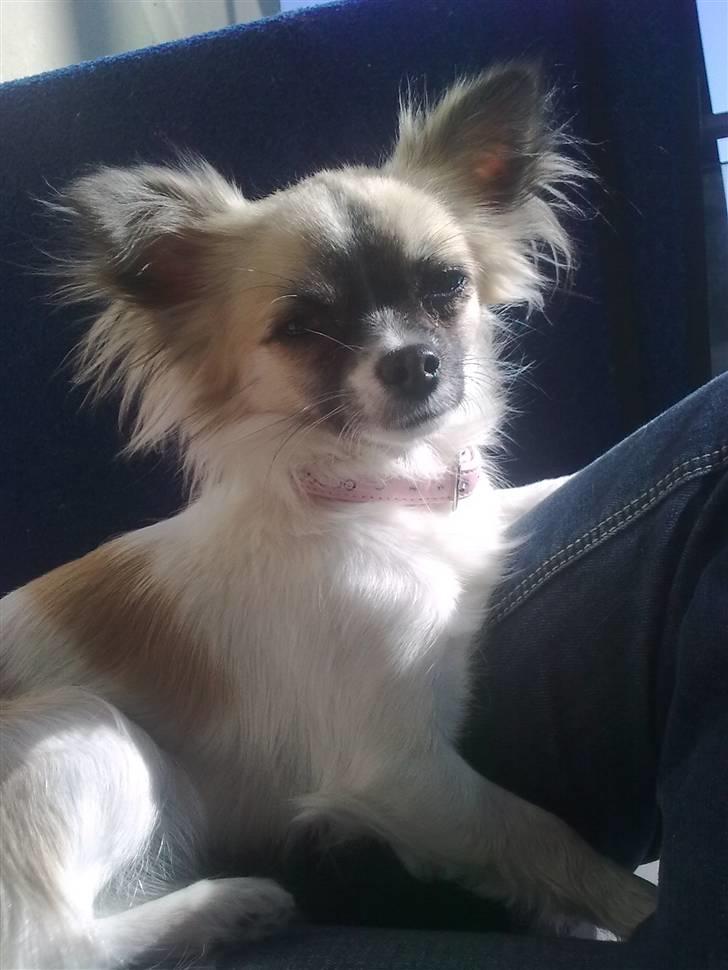 Chihuahua Perle (17.10-07) billede 11