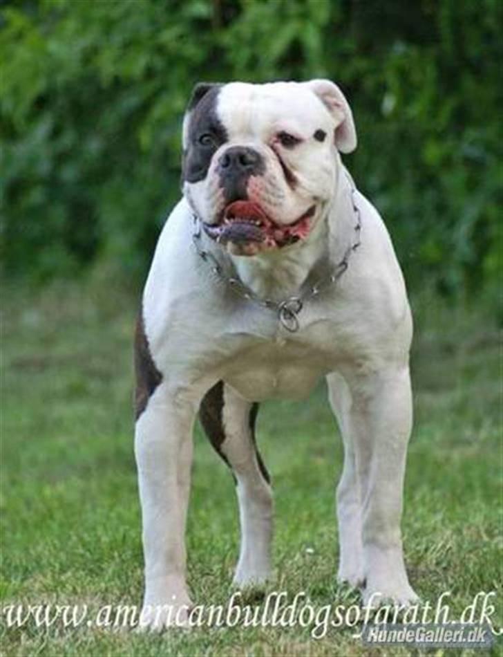 Amerikansk bulldog ANNABELL Amazing Bulldog - Big Daddy billede 4