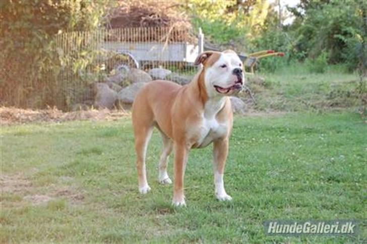 Amerikansk bulldog ANNABELL Amazing Bulldog - Verdens bedste Mama billede 5