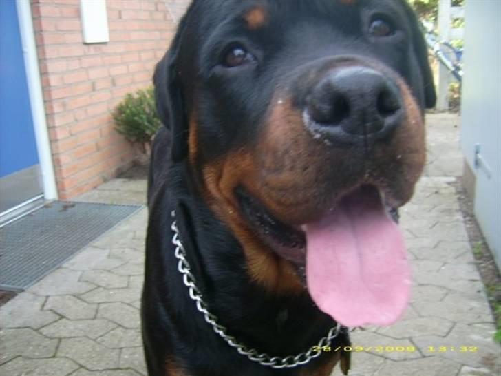 Rottweiler ROCKY - Happyyyy:) billede 1
