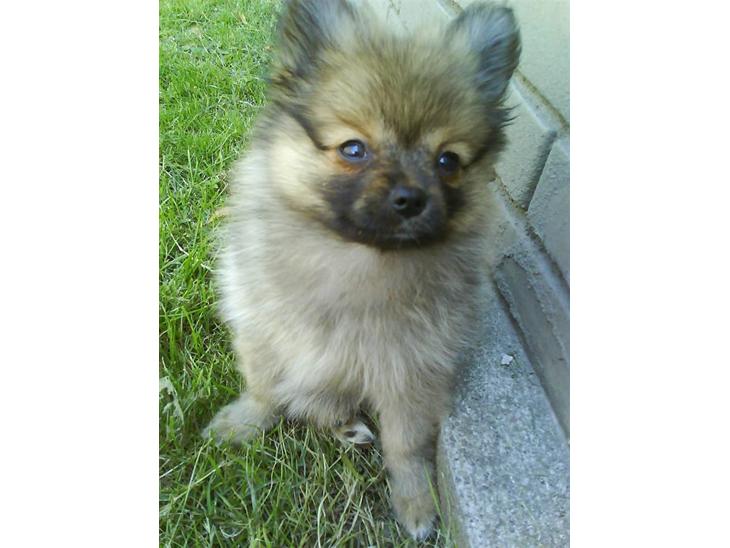 {{currentPhoto.altText}} billede {{currentPhoto.number}}