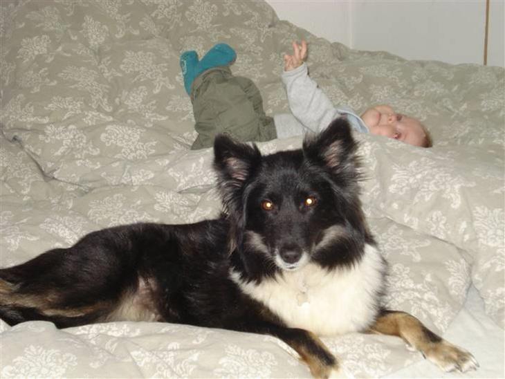 Islandsk fårehund Solargeisli Eiga  billede 1
