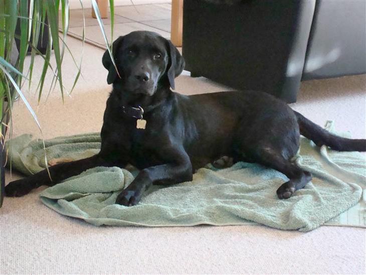 {{currentPhoto.altText}} billede {{currentPhoto.number}}