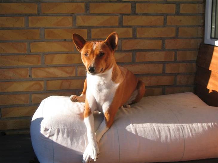 {{currentPhoto.altText}} billede {{currentPhoto.number}}