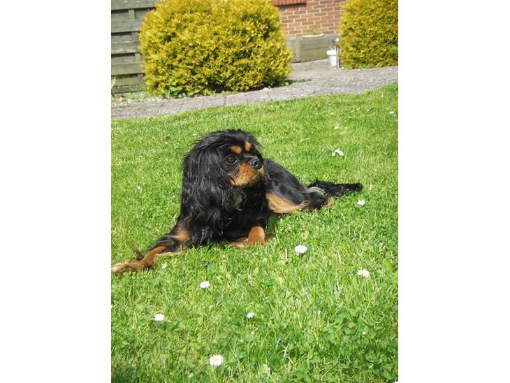 Cavalier king charles spaniel Freya - Smukke Freya nyder solen. 1 år gammel billede 1