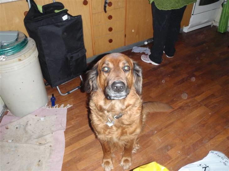 Blanding af racer Trunte R.I.P. billede 1
