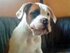 Amerikansk bulldog bulli