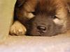 Eurasier Kærlundegårds Uno Jackson